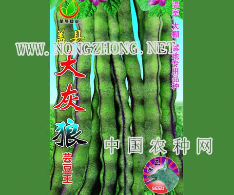盖县大灰狼